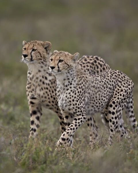 Cheetah (Acinonyx jubatus) cubs, Serengeti National Park, Tanzania, East Africa, Africa
