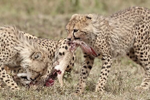 Two cheetah (Acinonyx jubatus) cubs at an African hare kill, Serengeti National Park