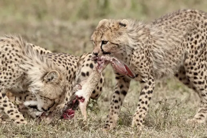Framed Print : Two cheetah (Acinonyx jubatus) cubs at an African hare kill, Serengeti National Park Framed Print : Two cheetah (Acinonyx jubatus) cubs at an African hare kill, Serengeti National Park