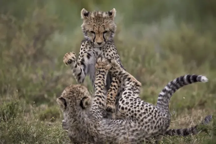 Framed Print : Cheetah (Acinonyx jubatus) cubs playing, Serengeti National Park, Tanzania, East Africa Framed Print : Cheetah (Acinonyx jubatus) cubs playing, Serengeti National Park, Tanzania, East Africa