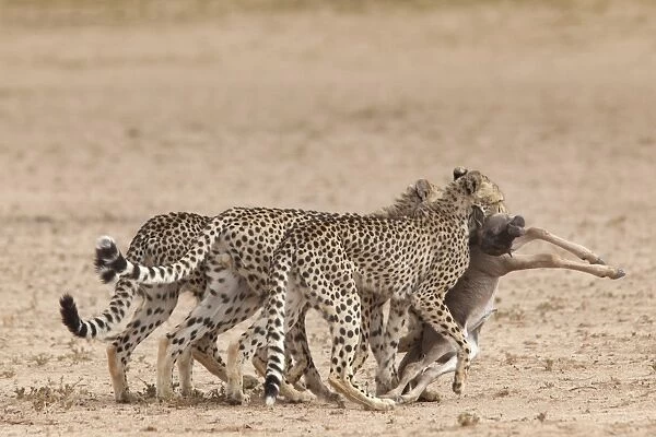 Cheetah (Acinonyx jubatus) dragging baby common wildebeest kill (Connochaetes taurinus) to cover, Kgalagadi Transfrontier Park, South Africa, Africa