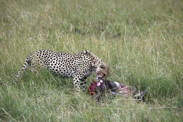 Cheetah (Acinonyx jubatus) eating prey, Masai Mara National Reserve, Kenya, East Africa, Africa
