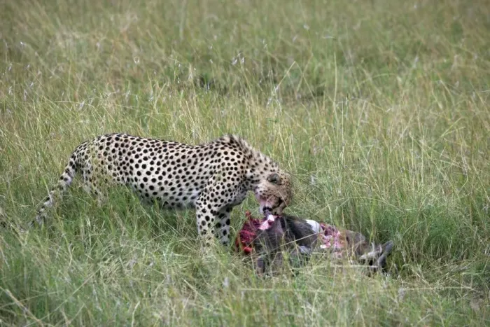 Framed Print : Cheetah (Acinonyx jubatus) eating prey, Masai Mara National Reserve, Kenya, East Africa, Africa Framed Print : Cheetah (Acinonyx jubatus) eating prey, Masai Mara National Reserve, Kenya, East Africa, Africa