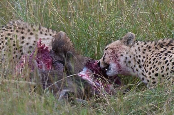 Cheetah (Acinonyx jubatus) eating wildebeest kill, Masai Mara National Reserve