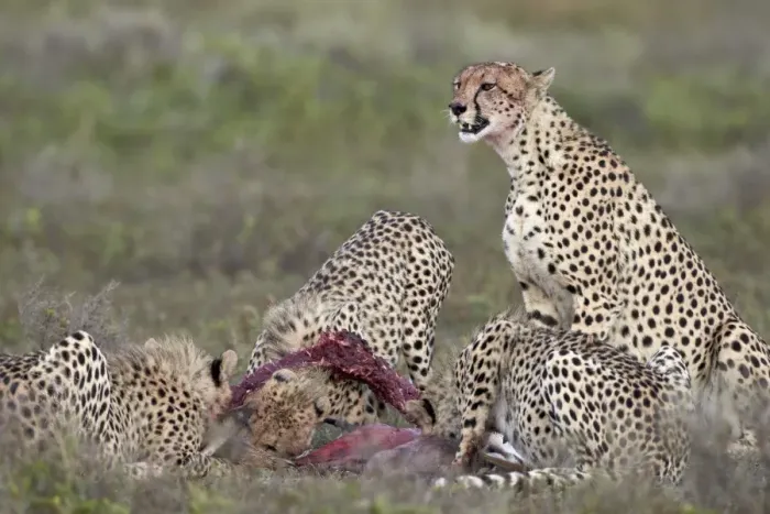 Framed Print : Cheetah (Acinonyx jubatus) family at a kill, Serengeti National Park, Tanzania, East Africa, Africa Framed Print : Cheetah (Acinonyx jubatus) family at a kill, Serengeti National Park, Tanzania, East Africa, Africa