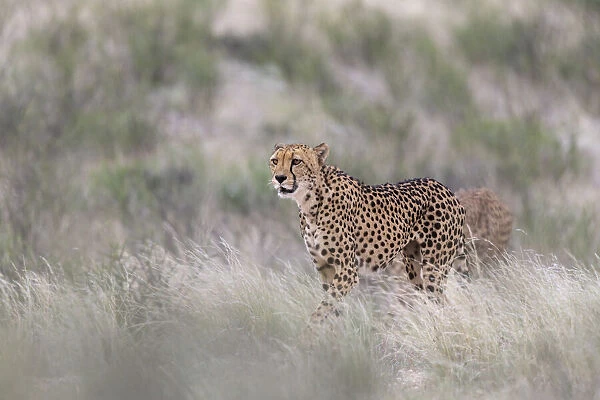 Cheetah (Acinonyx jubatus) female, Kgalagadi Transfrontier Park, Northern Cape, South Africa, Africa