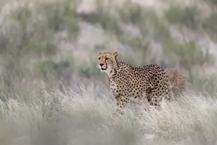 Framed Print : Cheetah (Acinonyx jubatus) female, Kgalagadi Transfrontier Park, Northern Cape, South Africa, Africa Framed Print : Cheetah (Acinonyx jubatus) female, Kgalagadi Transfrontier Park, Northern Cape, South Africa, Africa