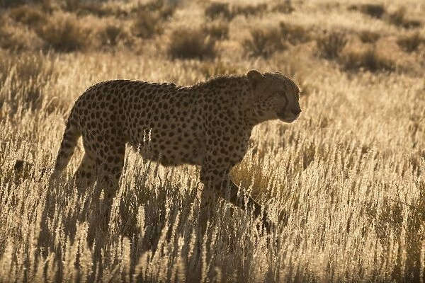 Cheetah (Acinonyx jubatus), Kgalagadi Transfrontier Park, Northern Cape, South Africa