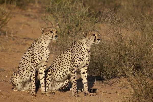 Two cheetah (Acinonyx jubatus), Kgalagadi Transfrontier Park, encompassing the former Kalahari Gemsbok National Park, South Africa, Africa