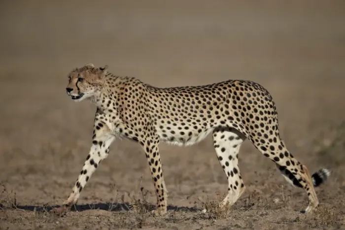 Framed Print : Cheetah (Acinonyx jubatus), Kgalagadi Transfrontier Park, encompassing the former Kalahari Gemsbok National Park, South Africa, Africa