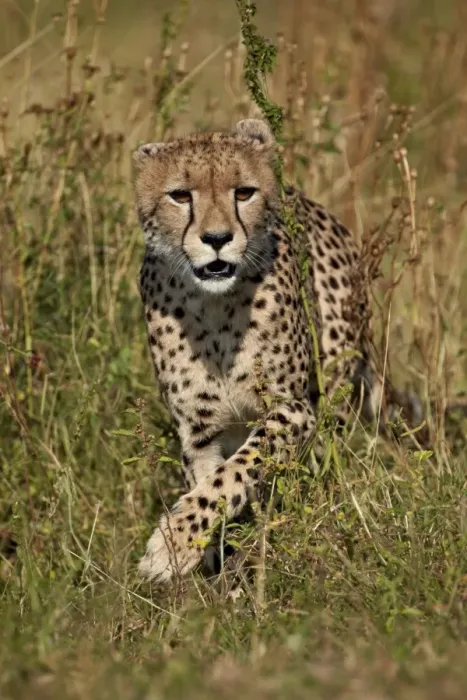 Framed Print : Cheetah (Acinonyx jubatus), Kruger National Park, South Africa, Africa Framed Print : Cheetah (Acinonyx jubatus), Kruger National Park, South Africa, Africa