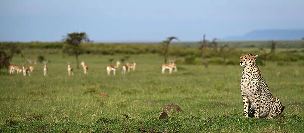 Cheetah (Acinonyx Jubatus), Maasai Mara, Mara North, Kenya, East Africa, Africa