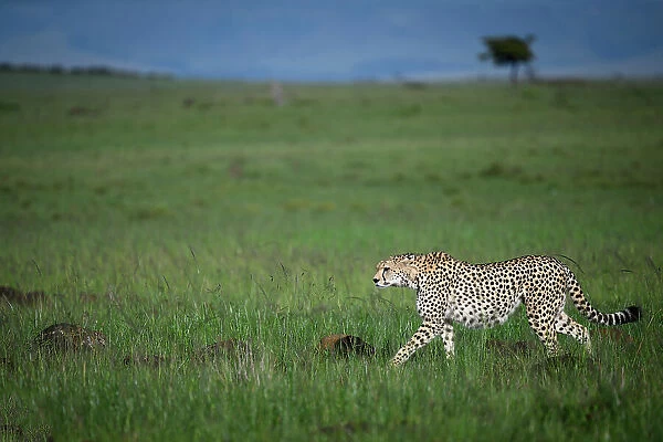 Cheetah (Acinonyx Jubatus), Mara North, Kenya, East Africa, Africa