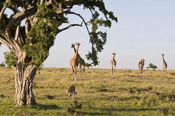 Cheetah (Acinonyx jubatus) and Masai giraffe (Giraffe camelopardalis), Masai Mara National Reserve