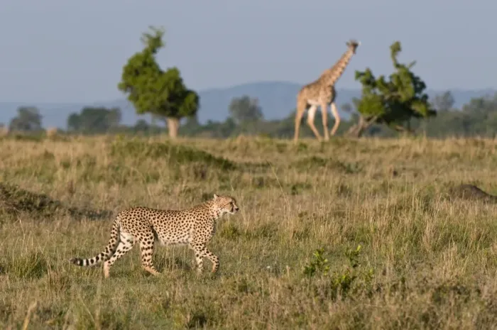 Framed Print : Cheetah (Acinonyx jubatus) and Masai giraffe (Giraffe camelopardalis), Masai Mara National Reserve Framed Print : Cheetah (Acinonyx jubatus) and Masai giraffe (Giraffe camelopardalis), Masai Mara National Reserve