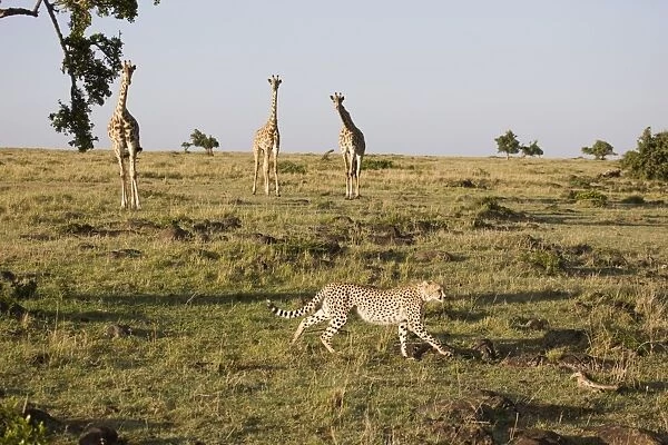 Cheetah (Acinonyx jubatus), Masai Mara National Reserve, Kenya, East Africa, Africa