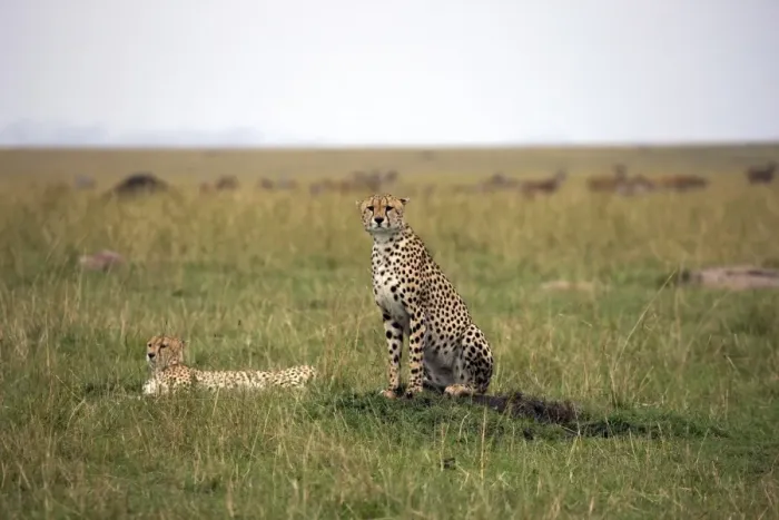 Framed Print : Cheetah (Acinonyx jubatus), Masai Mara National Reserve, Kenya, East Africa, Africa Framed Print : Cheetah (Acinonyx jubatus), Masai Mara National Reserve, Kenya, East Africa, Africa