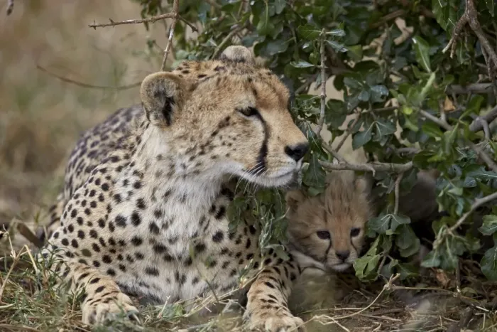 Framed Print : Cheetah (Acinonyx jubatus) mother and cub, about a month old, Serengeti National Park