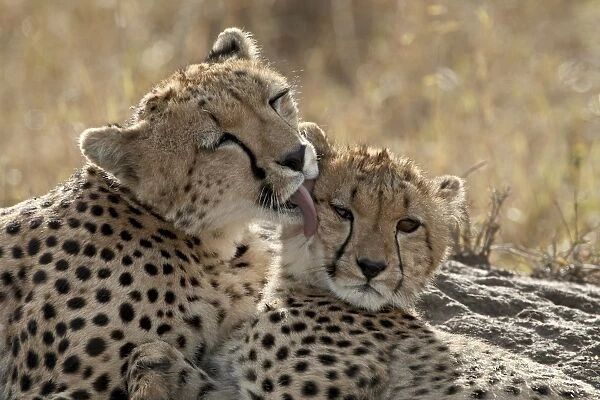 Cheetah (Acinonyx jubatus) mother and cub, Masai Mara National Reserve