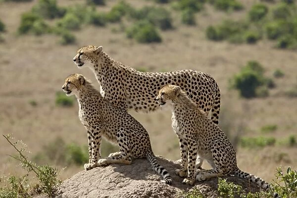 Cheetah (Acinonyx jubatus) mother and two cubs, Masai Mara National Reserve