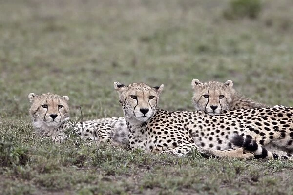 Cheetah (Acinonyx jubatus) mother and two cubs, Serengeti National Park