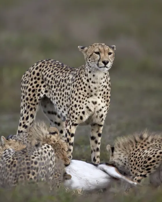 Framed Print : Cheetah (Acinonyx jubatus) mother at a kill with her three cubs, Serengeti National Park, Tanzania, East Africa, Africa