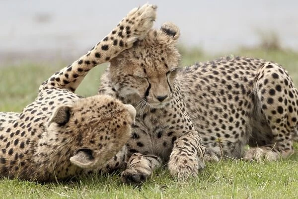 Cheetah (Acinonyx jubatus) mother and an old cub, Serengeti National Park
