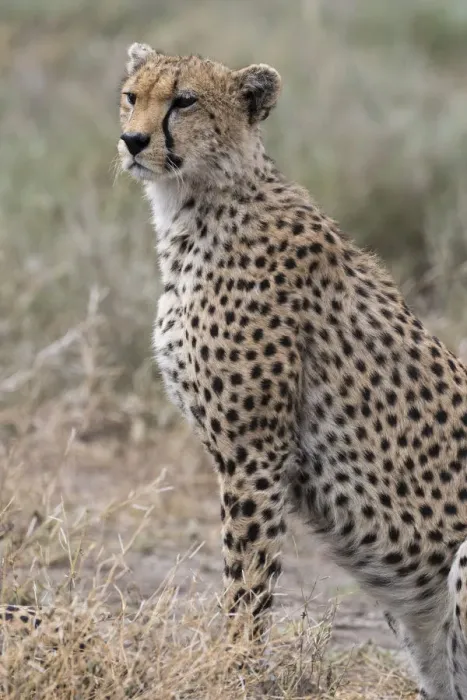 Framed Print : Cheetah (Acinonyx jubatus), Ndutu, Ngorongoro Conservation Area, Serengeti, Tanzania Framed Print : Cheetah (Acinonyx jubatus), Ndutu, Ngorongoro Conservation Area, Serengeti, Tanzania