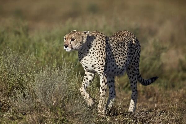 Cheetah (Acinonyx jubatus), Ngorongoro Conservation Area, UNESCO World Heritage Site