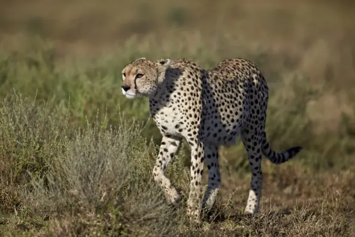 Framed Print : Cheetah (Acinonyx jubatus), Ngorongoro Conservation Area, UNESCO World Heritage Site Framed Print : Cheetah (Acinonyx jubatus), Ngorongoro Conservation Area, UNESCO World Heritage Site