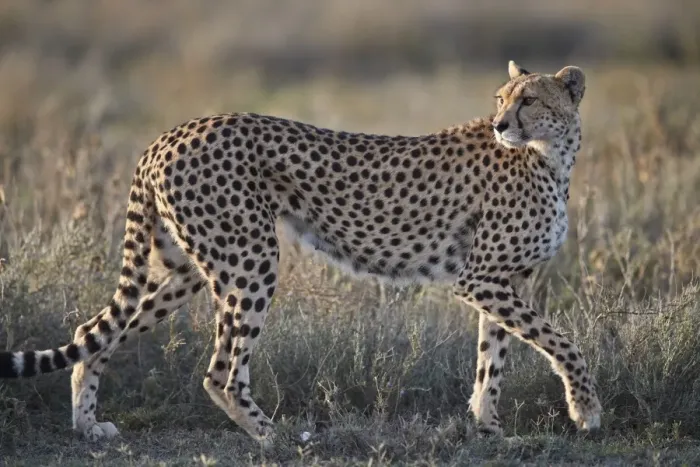 Framed Print : Cheetah (Acinonyx jubatus), Ngorongoro Conservation Area, Tanzania, East Africa, Africa Framed Print : Cheetah (Acinonyx jubatus), Ngorongoro Conservation Area, Tanzania, East Africa, Africa