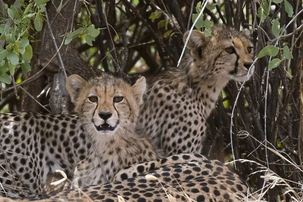 Cheetah (Acinonyx jubatus), Samburu National Reserve, Kenya, East Africa, Africa