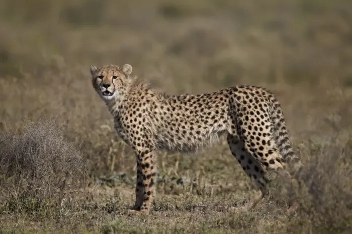 Framed Print : Cheetah (Acinonyx jubatus), Serengeti National Park, Tanzania, East Africa, Africa Framed Print : Cheetah (Acinonyx jubatus), Serengeti National Park, Tanzania, East Africa, Africa