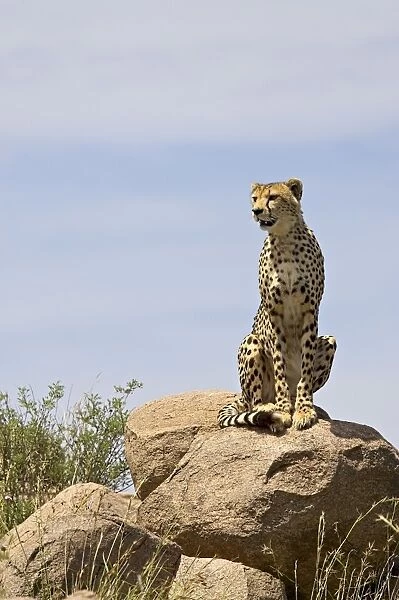 Cheetah (Acinonyx jubatus) sitting on a boulder, Serengeti National Park