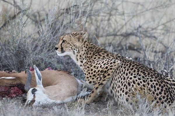 Cheetah (Acinonyx jubatus) on springbok kill, Kgalagadi Transfrontier Park, Northern Cape