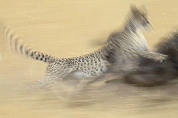 Cheetah (Acinonyx jubatus) taking down a blue wildebeest