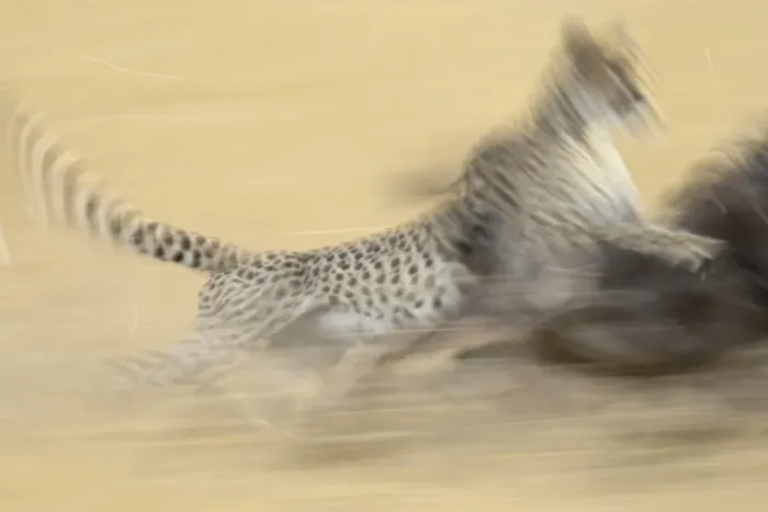 Framed Print : Cheetah (Acinonyx jubatus) taking down a blue wildebeest Framed Print : Cheetah (Acinonyx jubatus) taking down a blue wildebeest
