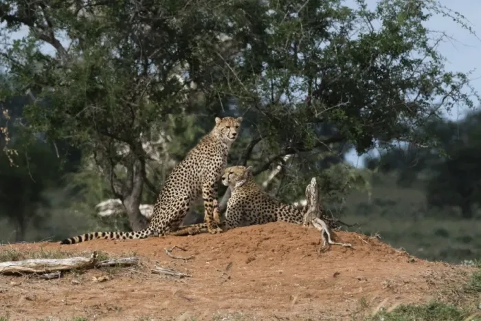 Framed Print : Two cheetah (Acinonyx jubatus) on a termite mound, Tsavo, Kenya, East Africa, Africa Framed Print : Two cheetah (Acinonyx jubatus) on a termite mound, Tsavo, Kenya, East Africa, Africa