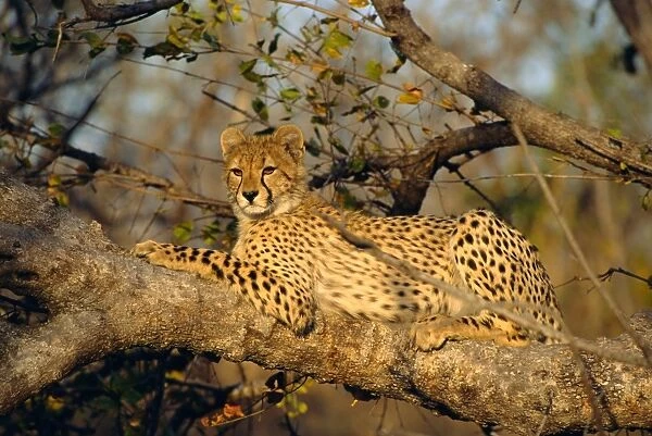 A Cheetah (Acinonyx jubatus) in a tree