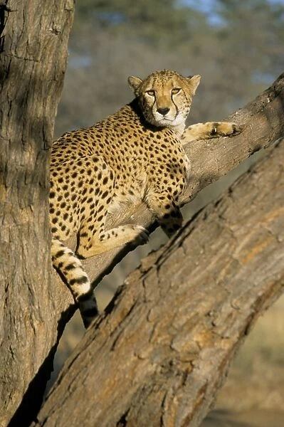Cheetah (Acinonyx jubatus) up a tree in captivity