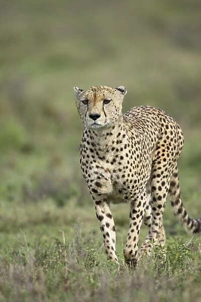 Cheetah (Acinonyx jubatus) walking towards viewer, Serengeti National Park