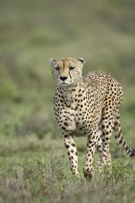 Framed Print : Cheetah (Acinonyx jubatus) walking towards viewer, Serengeti National Park Framed Print : Cheetah (Acinonyx jubatus) walking towards viewer, Serengeti National Park
