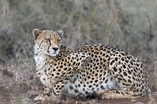 Cheetah (Acinonyx jubatus), Zimanga private game reserve, KwaZulu-Natal, South Africa