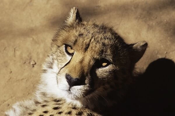 Cheetah (Acinoyx jubatus) in captivity