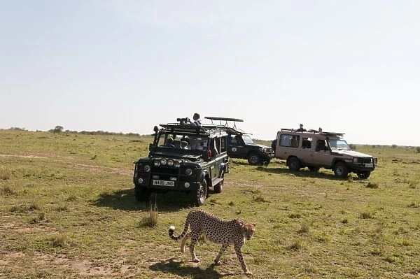 Cheetah, (Acynonix jubatus), Masai Mara, Kenya, East Africa, Africa