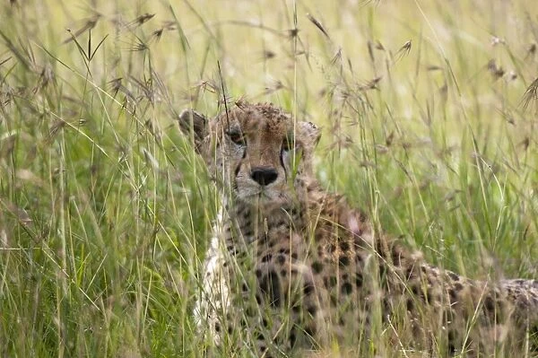 Cheetah (Acynonix jubatus), Masai Mara National Reserve, Kenya, East Africa, Africa
