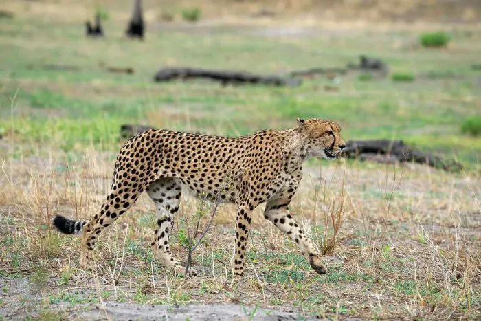 Framed Print : Cheetah (Acynonix jubatus) walking, Savuti, Chobe National Park, Botswana, Africa Framed Print : Cheetah (Acynonix jubatus) walking, Savuti, Chobe National Park, Botswana, Africa