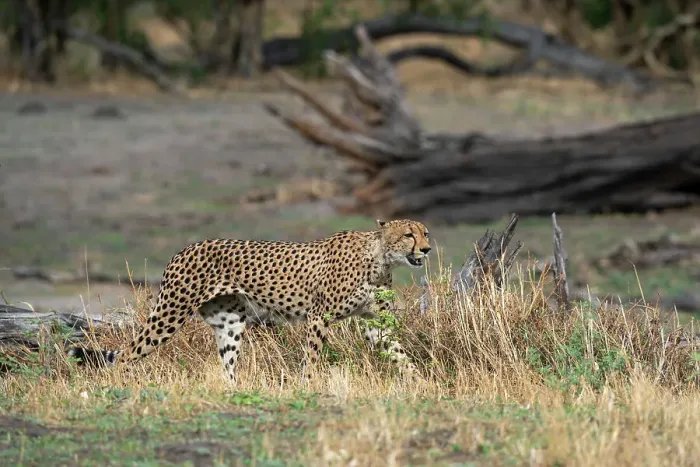 Framed Print : Cheetah (Acynonix jubatus) walking, Savuti, Chobe National Park, Botswana, Africa Framed Print : Cheetah (Acynonix jubatus) walking, Savuti, Chobe National Park, Botswana, Africa