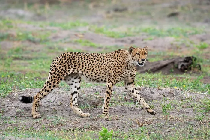 Framed Print : Cheetah (Acynonix jubatus) walking, Savuti, Chobe National Park, Botswana, Africa Framed Print : Cheetah (Acynonix jubatus) walking, Savuti, Chobe National Park, Botswana, Africa