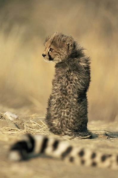 Cheetah cub (Acinonyx jubatus)